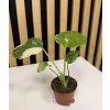 Monstera thai mini
