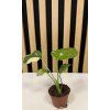 Monstera thai mini