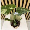 Monstera thai