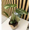 Monstera thai