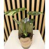 Monstera thai