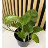 Epipremum aureum
