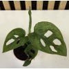 Monstera adansonii mini