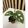 Monstera adansonii mini