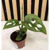 Monstera adansonii mini