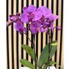 Phalenopsis lilac