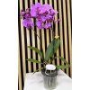 Phalenopsis lilac