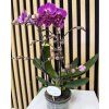 Phalenopsis morelia