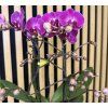 Phalenopsis morelia