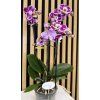 Phalenopsis special