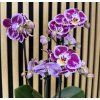Phalenopsis special