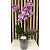 Phalenopsis special