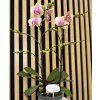 Phalenopsis glamour
