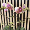 Phalenopsis glamour