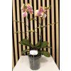 Phalenopsis glamour