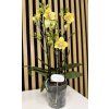 Phalenopsis yellow