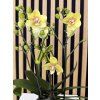 Phalenopsis yellow