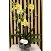 Phalenopsis yellow