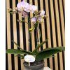 Phalenopsis jupiter