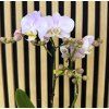 Phalenopsis jupiter