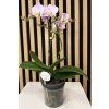 Phalenopsis jupiter
