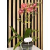 Phalenopsis eos