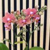 Phalenopsis eos