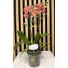 Phalenopsis eos