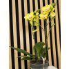 Phalenopsis arezzo