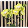 Phalenopsis arezzo