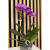 Phalenopsis roma
