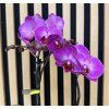 Phalenopsis roma