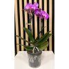 Phalenopsis roma