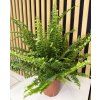 Nephrolepis