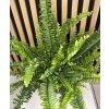 Nephrolepis