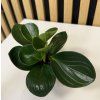 Peperomia bicolor A mini