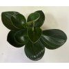 Peperomia bicolor A mini