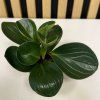 Peperomia bicolor A mini