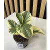 Peperomia bicolor B mini