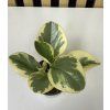 Peperomia bicolor B mini