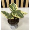 Peperomia bicolor B mini