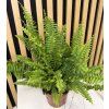 Nephrolepis green lady