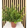 Nephrolepis