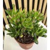 Crassula horn tree