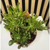 Crassula horn tree