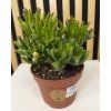 Crassula horn tree