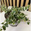 Ficus pumila variegata
