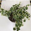 Ficus pumila variegata