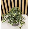 Ficus pumila belle sunny