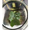 Ficus bonsai ve skle